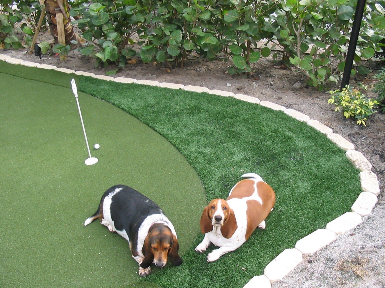 Pet Turf Artificial Grass For Dogs Synthetic Turf