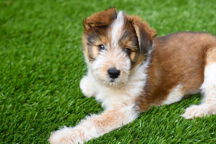 Benefits of Fake Grass for Pets | Kelowna | Synthetic Turf
