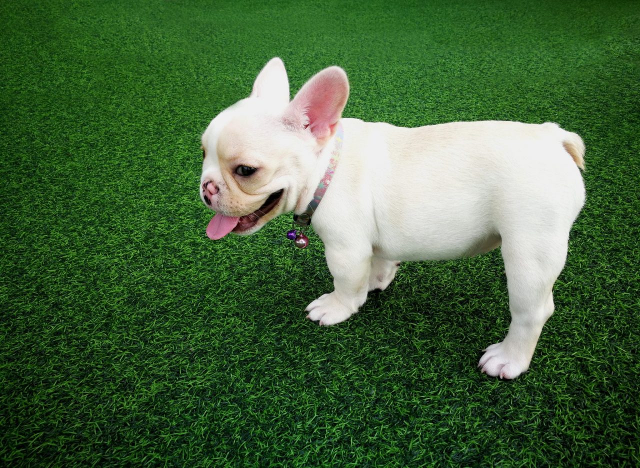 Artificial Grass for Dogs