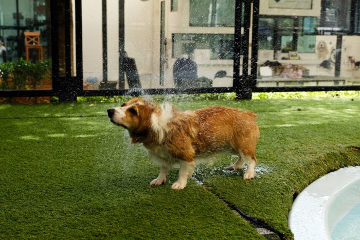 Wet dog shaking off on artificial grass