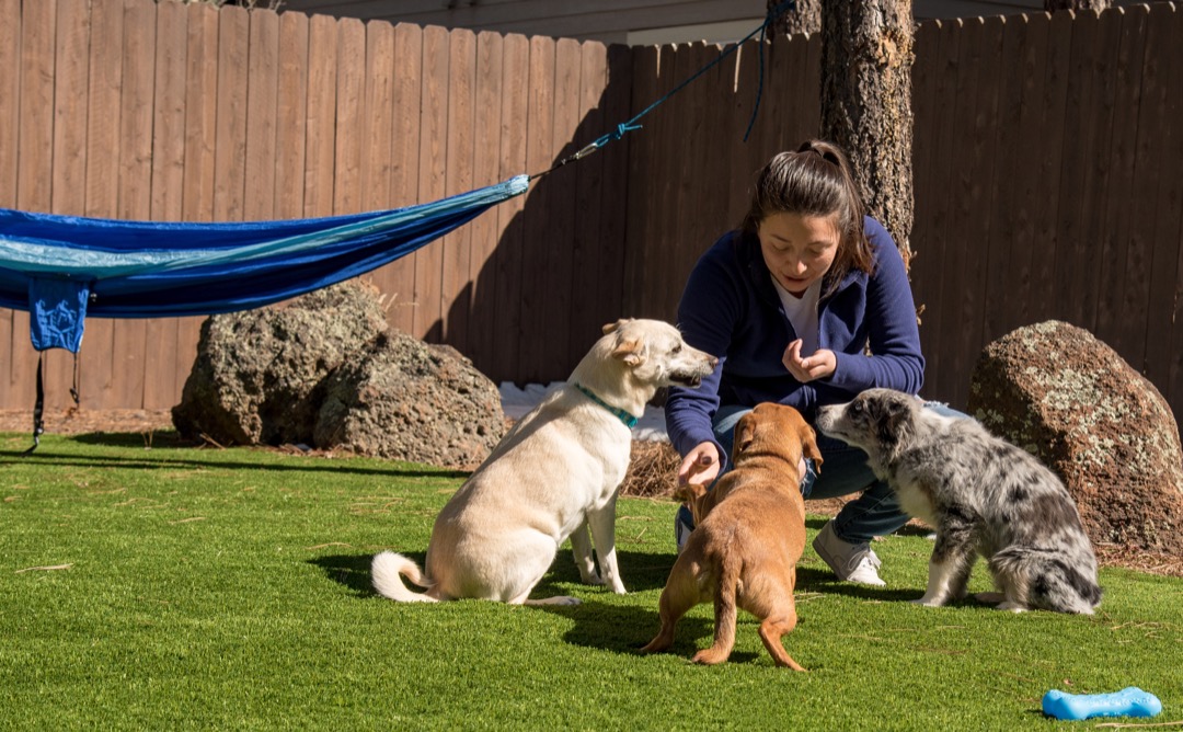 Dogs with owner on artificial grass