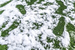 How to Prep Your Artificial Lawn for Winter